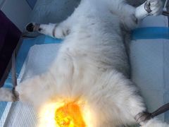-关爱宠物医院·猫科中心·消化科(滨湖万达分院)