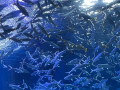 -海合安武汉极地海洋公园