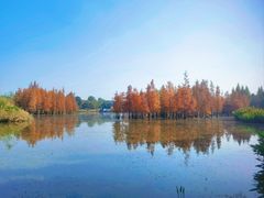 -白鹭湾湿地公园