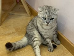 -猫咪派对(江南西店)