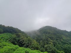 -礼耕堂·百年茶人餐厅(梅家坞店)