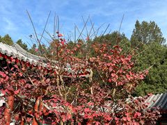 -宫事颐庭·老佛爷贵寿下午茶(颐和园店)