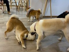 -柴迷FANS CLUB·柴犬狗咖·猫咖