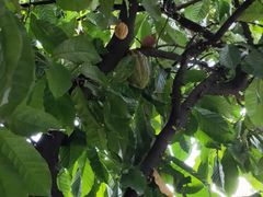 -Belice Chocolate Kingdom