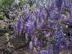 -石家庄市植物园