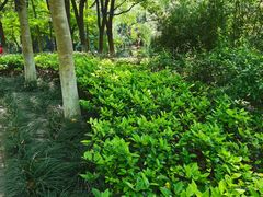 -杭州半山国家森林公园