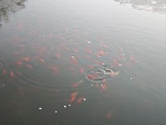 -二一九公园