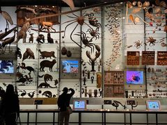 -美国自然历史博物馆