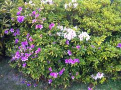 iphone_upload_pic-南诏风情岛