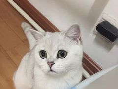 -东方名猫馆·英短金渐层布偶猫舍(环线广场1号楼店)