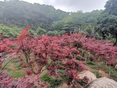 -广州市帽峰山景区