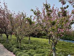 -高东镇樱花园