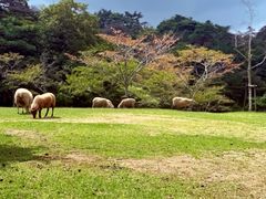 -神户市立六甲山牧场