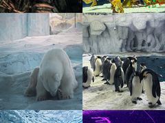 -珠海长隆海洋王国