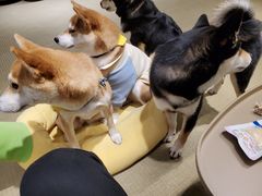 -逗柴咖啡屋·狗咖猫咖宠物桌游
