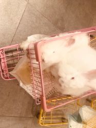 -萌兔星空蹦床撸兔馆
