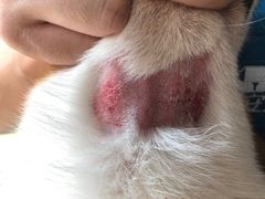 -爱诺耐芙动物医院(万博店)