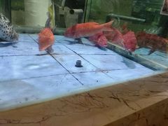 android_upload_pic-旺顺阁海鲜广场(亚运村店)