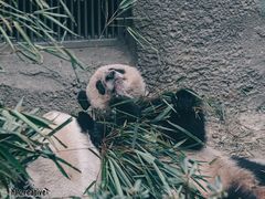-成都大熊猫繁育研究基地