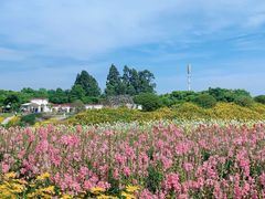 -紫颐香薰山谷景区