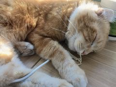 -平行世界·猫咖(首经贸店)