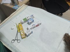 -派美特宠物医院·核磁CT·骨科肿瘤·疑难转诊(沈农禾丰店)