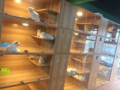 -猫十亿·布偶金渐层·曼基康矮脚猫舍(青年路店)