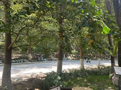 -长白岛森林公园