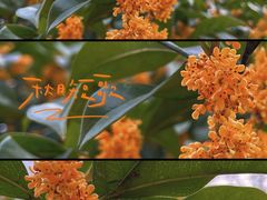 -合肥滨湖国家森林公园