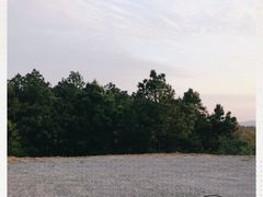 -大塘金香草谷