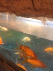 -奇幻萌宠部落(映月湖环宇城店)