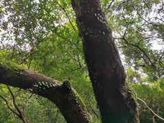 -梧桐山风景名胜区