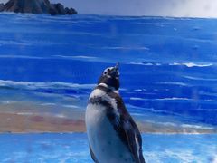 -青岛海底世界-水族馆