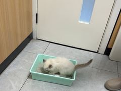 -瑞派长江宠物医院·猫科·外科·24小时夜护(谊城公寓分院)