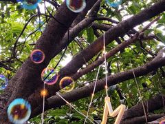 -上海海湾国家森林公园