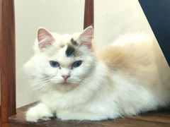 -楼上猫咖(罗湖店)