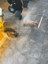 -神奇动物撸宠馆·羊驼·小浣熊·异宠(豫园店)
