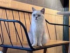 -豆逗聊愈猫阁Easy Life