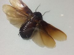 -上海昆虫博物馆