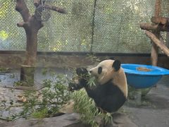 -上海野生动物园老虎餐厅