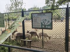 -北京麋鹿生态实验中心