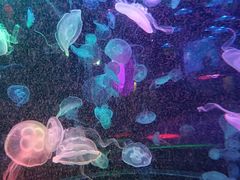 -合肥海洋世界