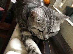 -海边的猫和咖啡馆