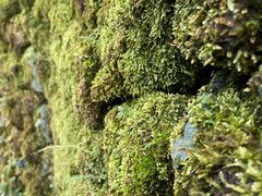 -中国科学院华南植物园