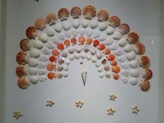 -青岛贝壳博物馆