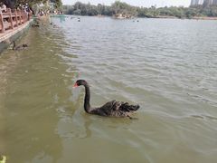 -五缘湾湿地公园