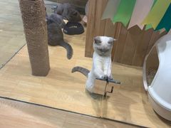 -藏猫猫咖啡主题馆(中央大道店)