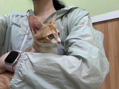 -瑞鹏宠物医院·夜间急症·心超·猫科(祖庙分店)
