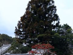 -奈良公园