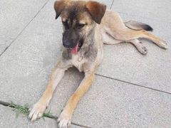 -康乐宝动物医院